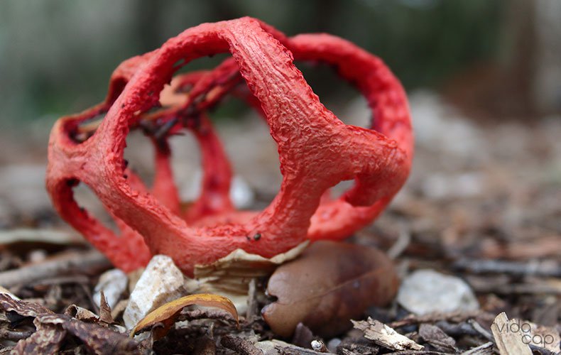 amazing-mushrooms-from-around-the-world