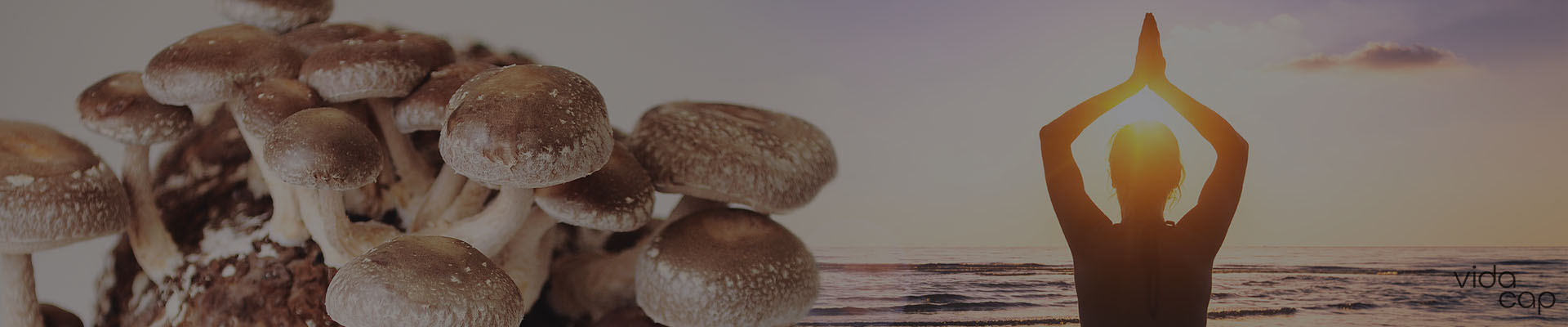 banner-mushrooms_for_healing_and_wellness