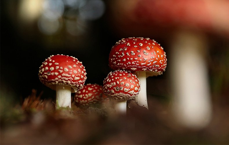 vc-article_image-amanita_muscaria_and_the_secrets_of_soma-2.