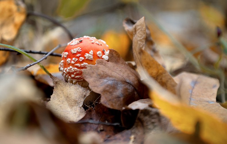 vc-article_image-how_to_grow_amanita_muscaria-1
