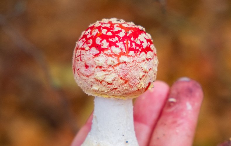 vc-article_image-how_to_grow_amanita_muscaria-2