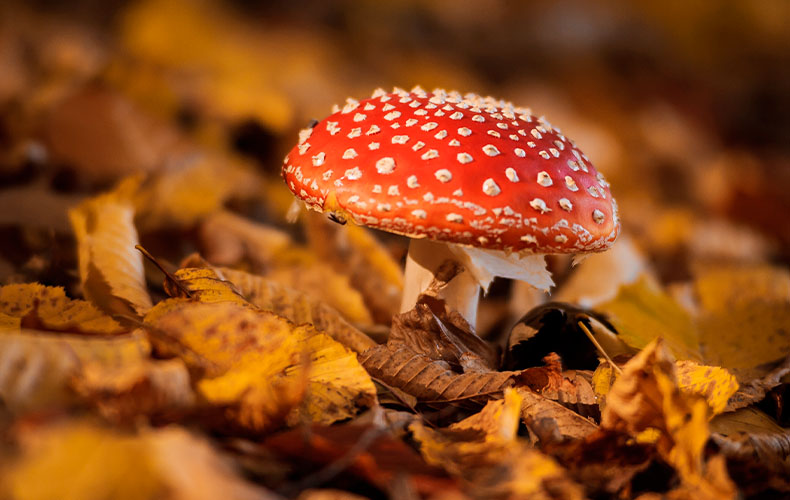 vc-article_image-how_to_prepare_amanita_muscaria-1