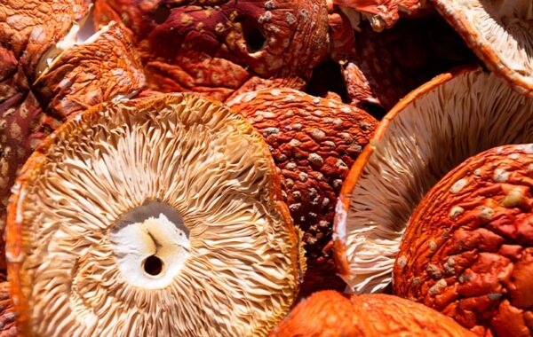 How Do You Prepare Amanita Muscaria? [Explained]