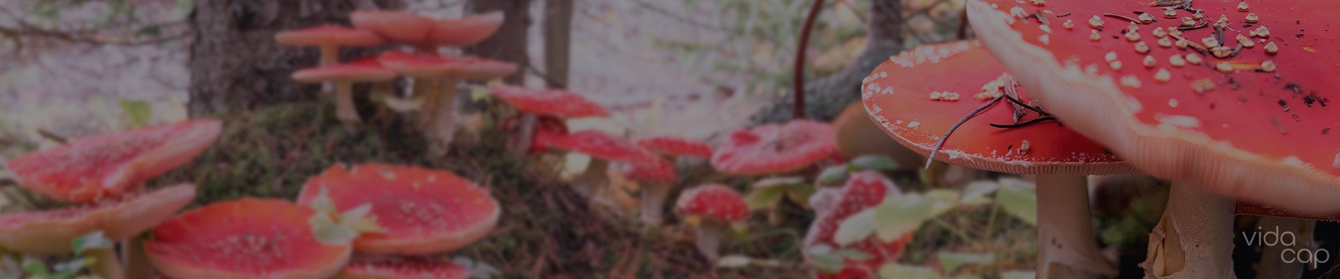 vc-banner-how_to_prepare_amanita_muscaria