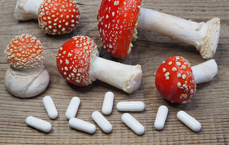 vc-article_image-amanita_muscaria_with_other_drugs_and_medicines-1