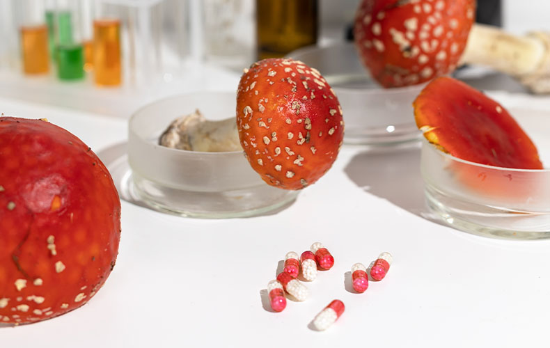 vc-article_image-amanita_muscaria_with_other_drugs_and_medicines-2