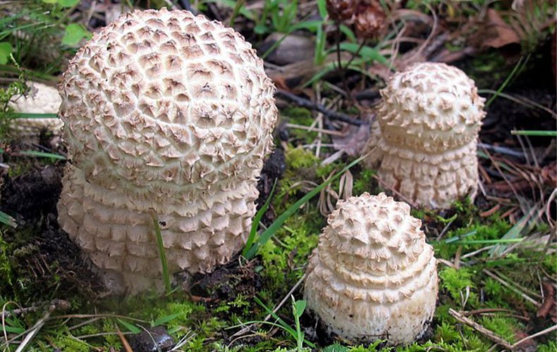 vc-article_image-different_types_of_amanita_muscaria-alba