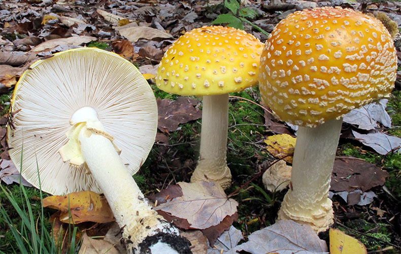 vc-article_image-different_types_of_amanita_muscaria-guessowii