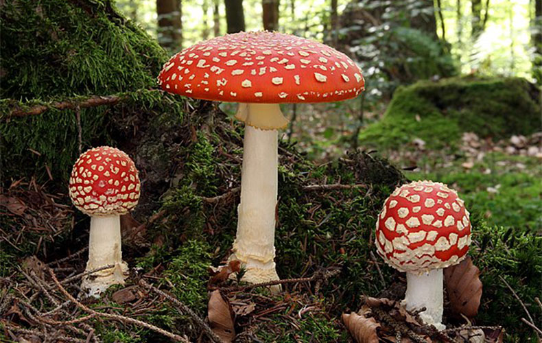 vc-article_image-different_types_of_amanita_muscaria-muscaria
