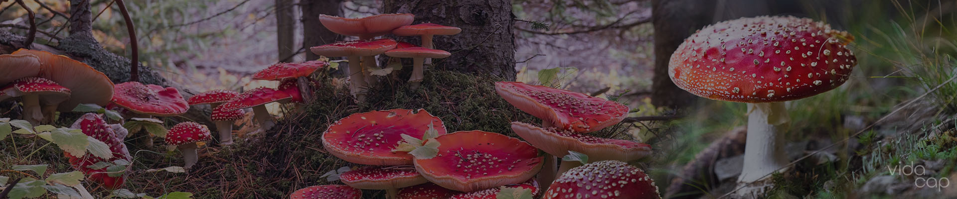 vc-banner-different_types_of_amanita_muscaria-1