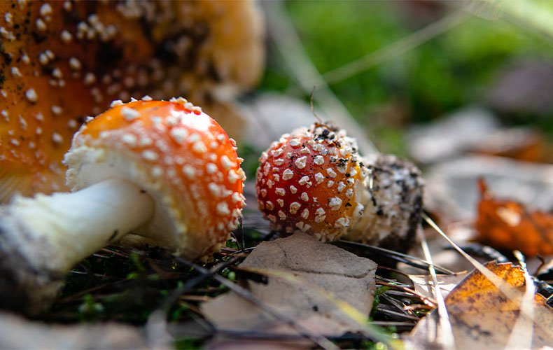 vc-article_image-what_are_the_effects_of_amanita_muscaria-2