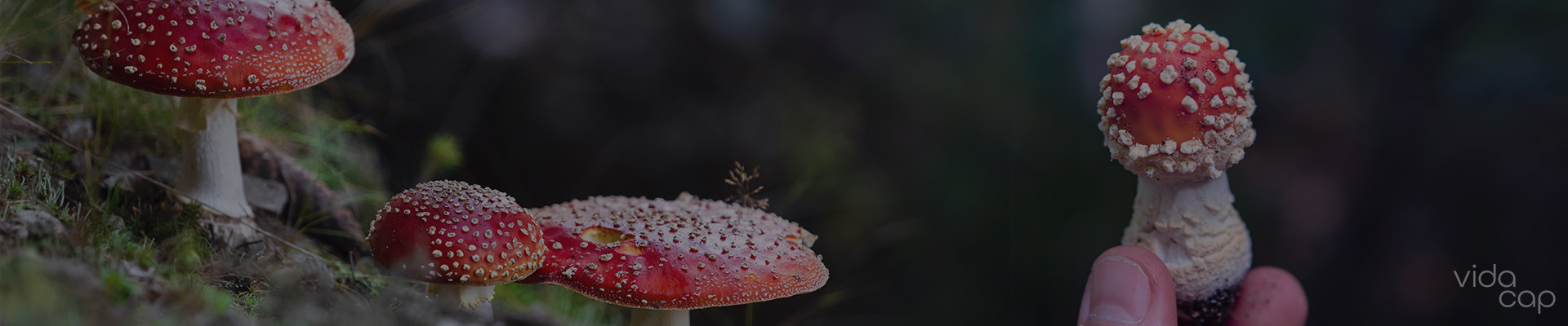 vc-banner-what_are_the_effects_of_amanita_muscari