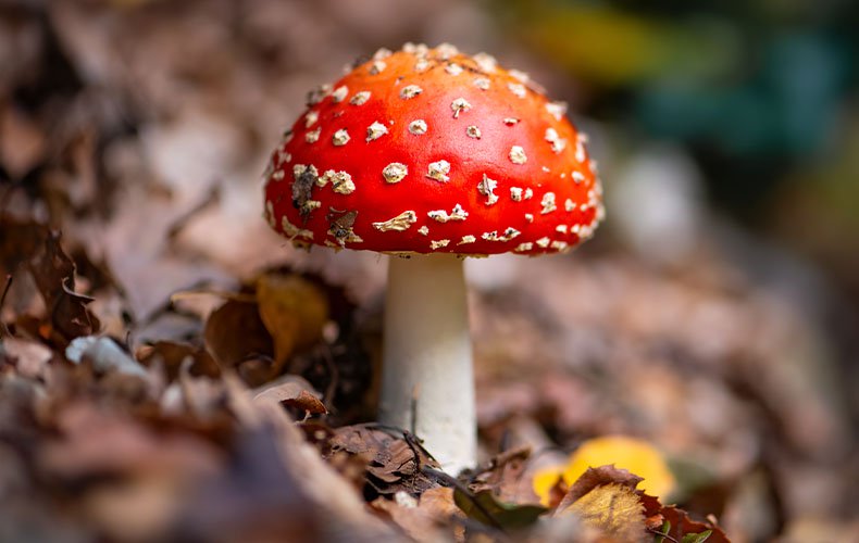 vc-article_image-amanita_muscaria_and_lucid_dreaming-2