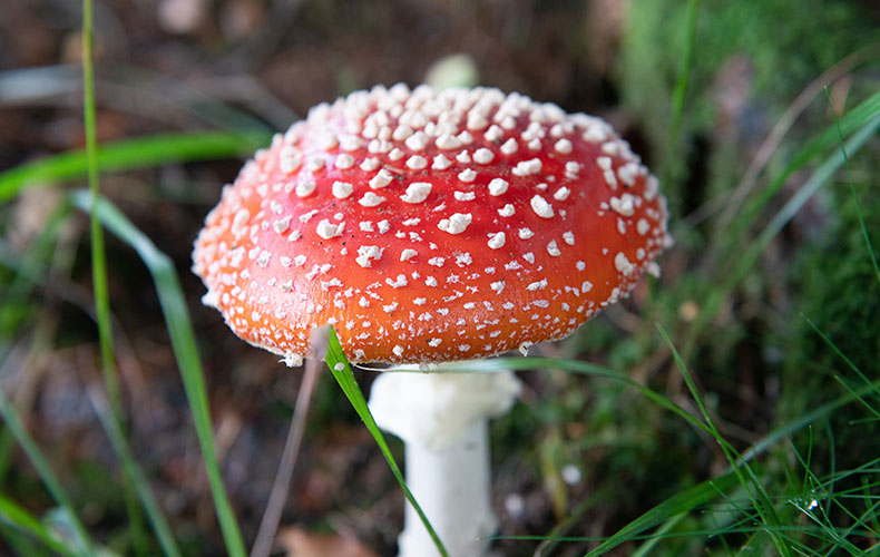 vc-article_image-amanita_muscaria_research-2