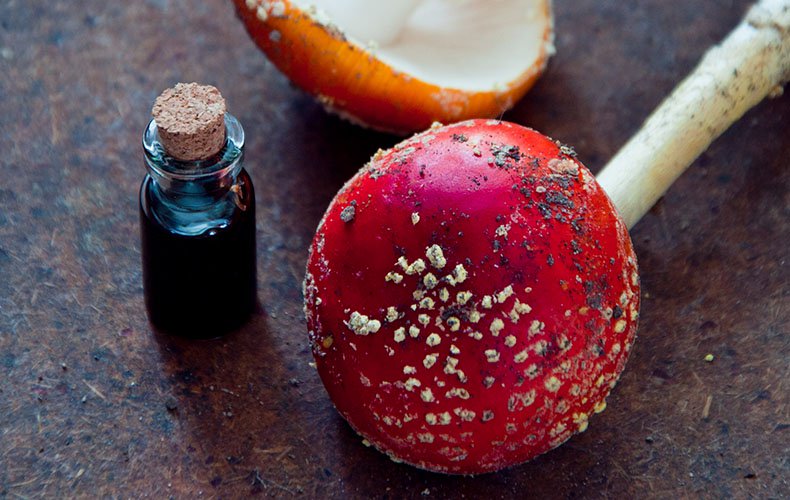 vc-article_image-how_to_make_amanita_muscaria_tincture-2