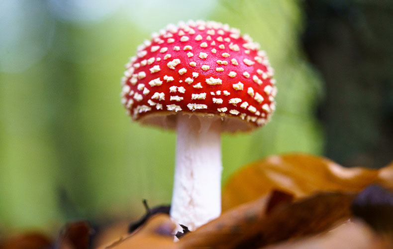 vc-article_image-the_ecological_role_of_amanita_muscaria-1