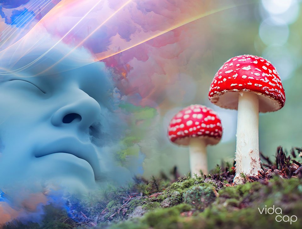 vc-preview-amanita_muscaria_and_lucid_dreaming.
