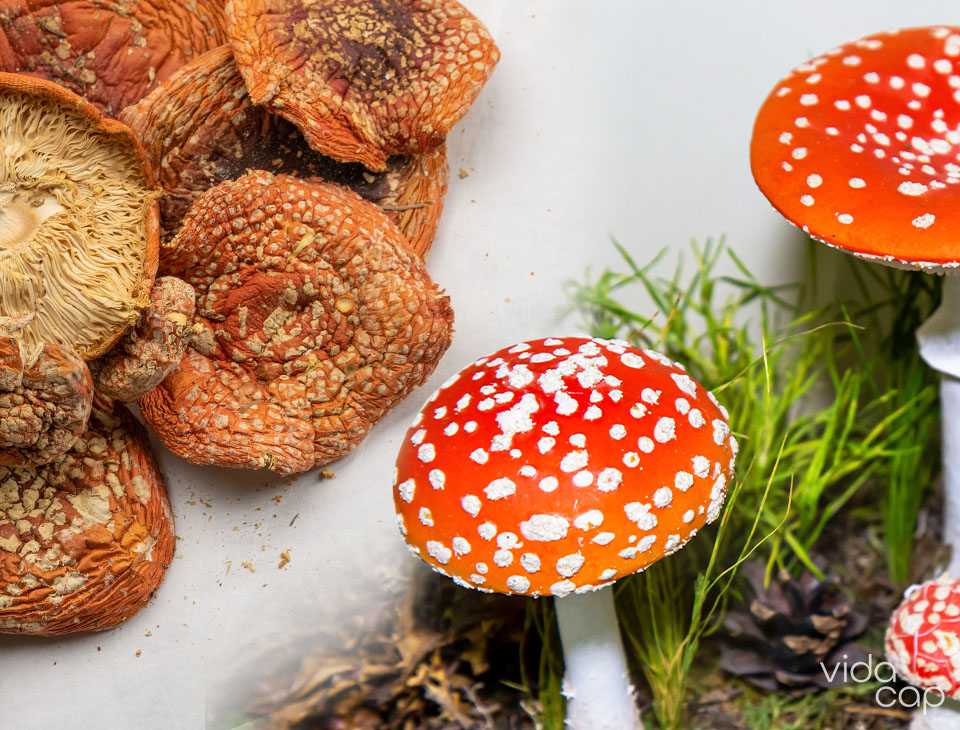 vc-preview-how_to_decarb_amanita_mushrooms