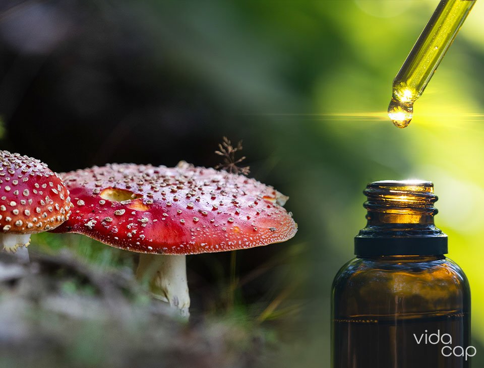 vc-preview-how_to_make_amanita_muscaria_tincture