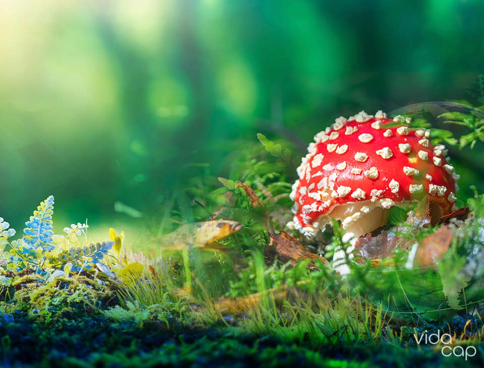 vc-preview-the_ecological_role_of_amanita_muscaria