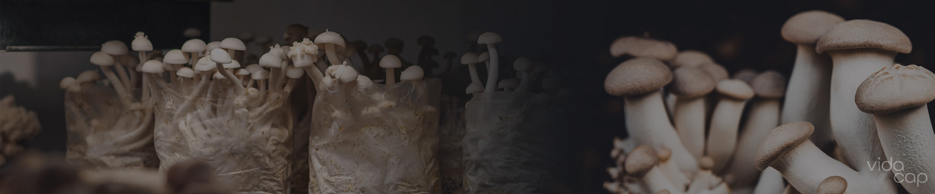 vc-banner-how_to_grow_mushrooms